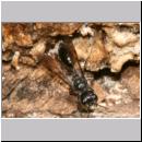 Pemphredon sp Grabwespe 01g 9mm.jpg